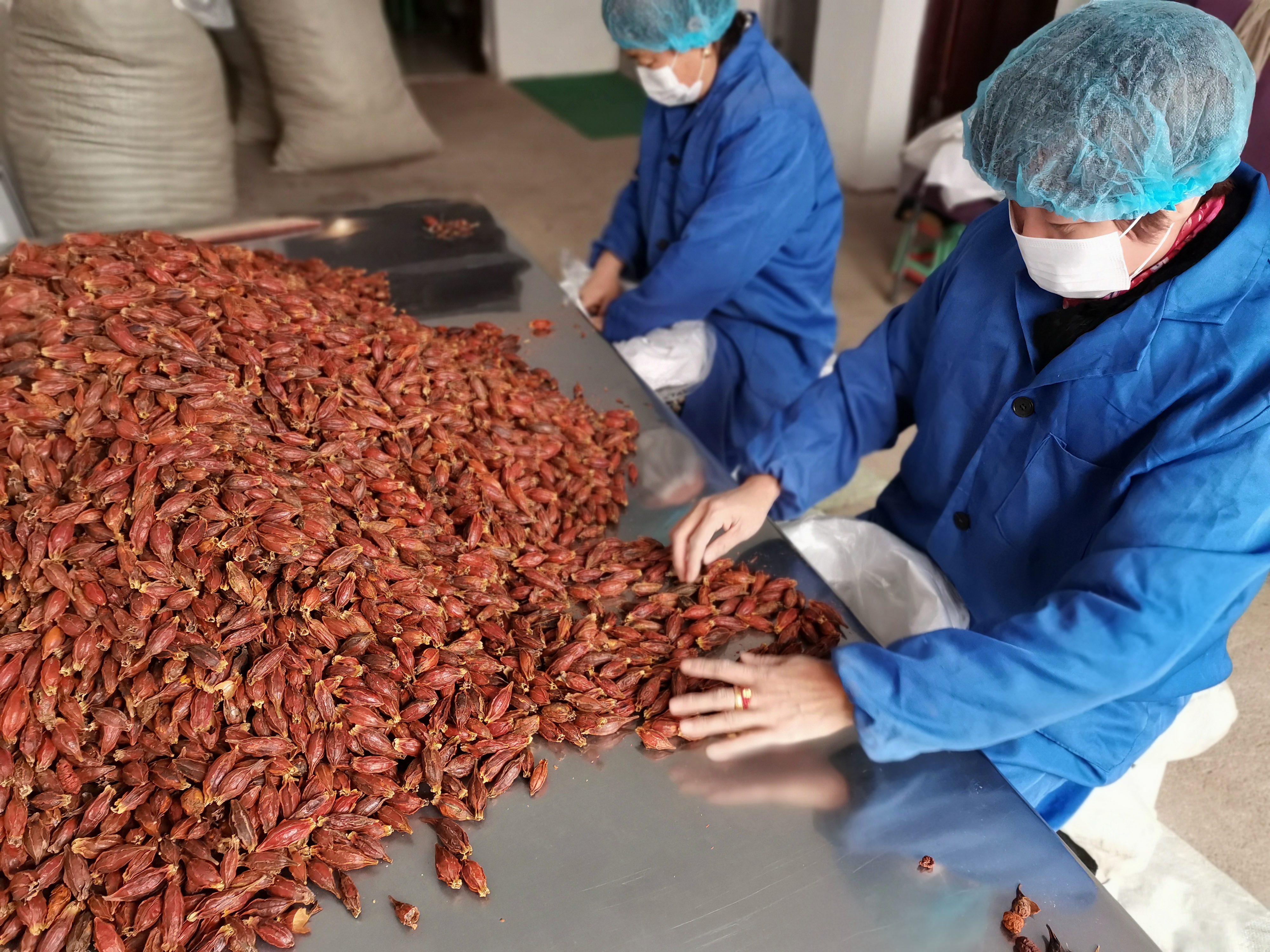 Fructus Gardeniae Fruit Supplier Proveedor de frutas Fructus Gardeniae