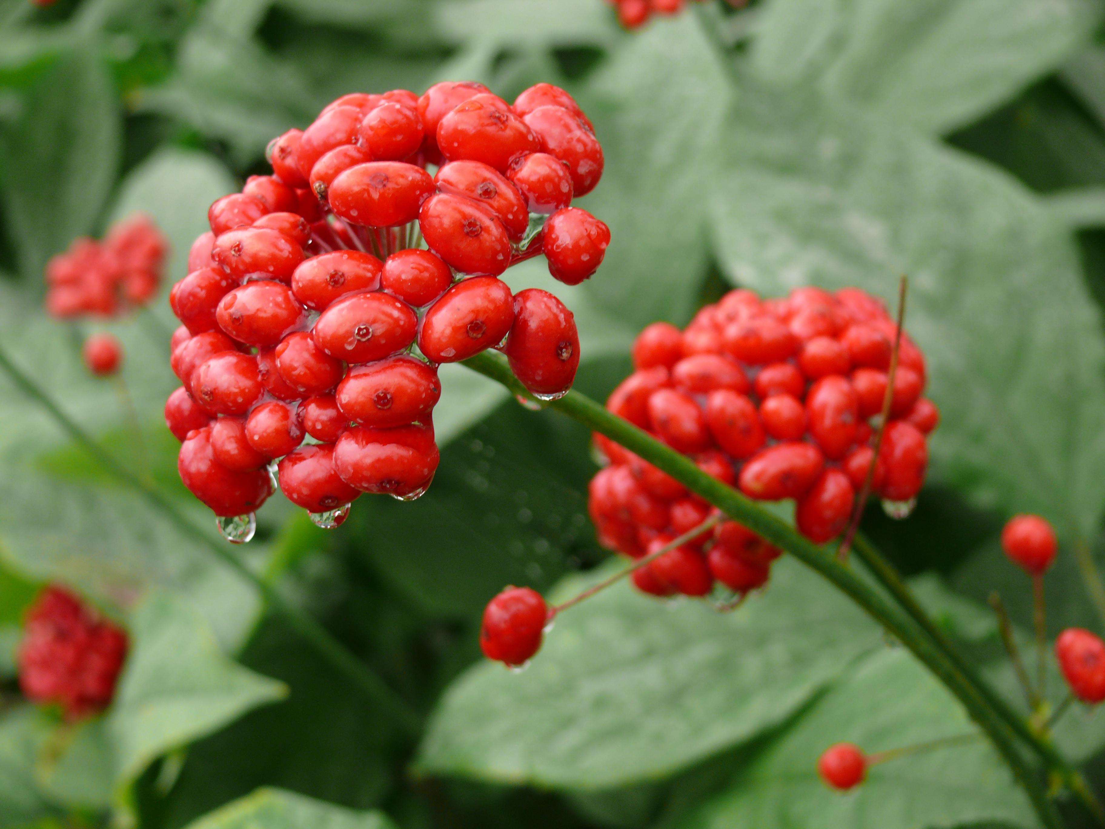 Ginseng Root Powder For Sale Polvo de raíz de ginseng a la venta