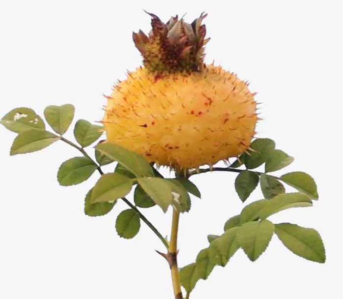 About Rosa roxburghii Acerca de Rosa roxburghii