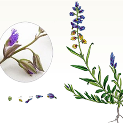 Raíz de Milkwort de hoja delgada
