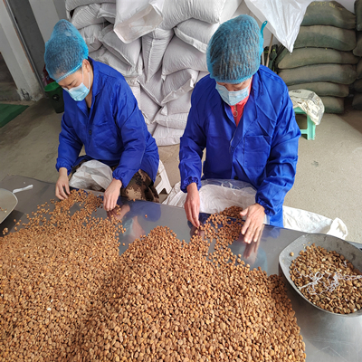 Hueso de albaricoque amargo