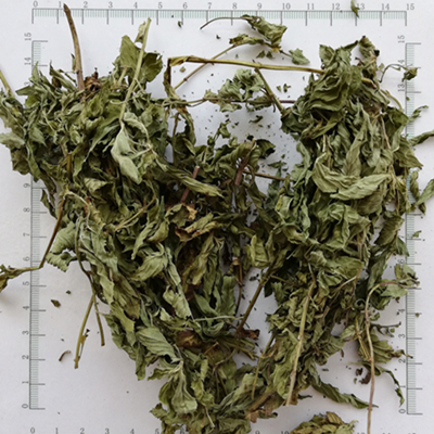 Polvo de hoja de menta