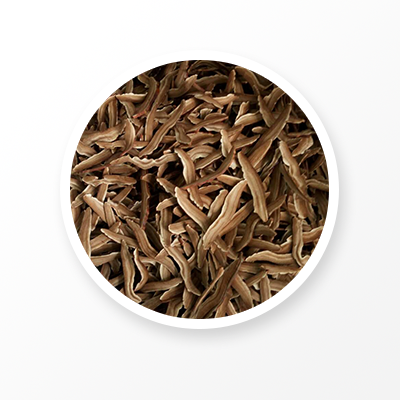 Ganoderma Lucidum Orgánico