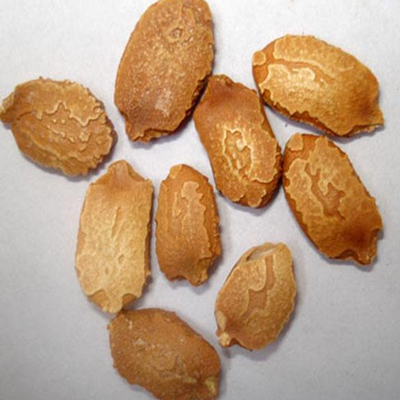 Semilla de calabaza amarga 