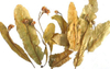 flor de tilo