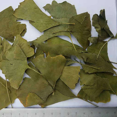 Hoja de ginkgo orgánico 
