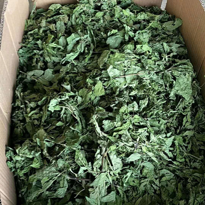 hoja de menta 