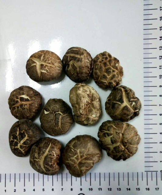 Extracto de Hongo Shiitake Orgánico 