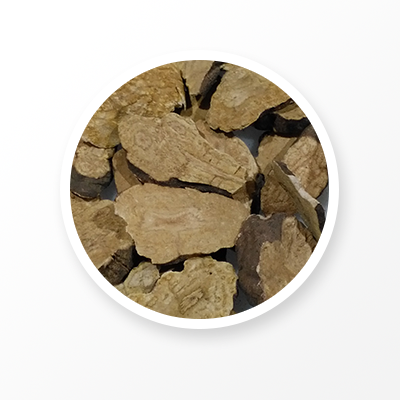 Raíz de flor de vellón de tubérculo