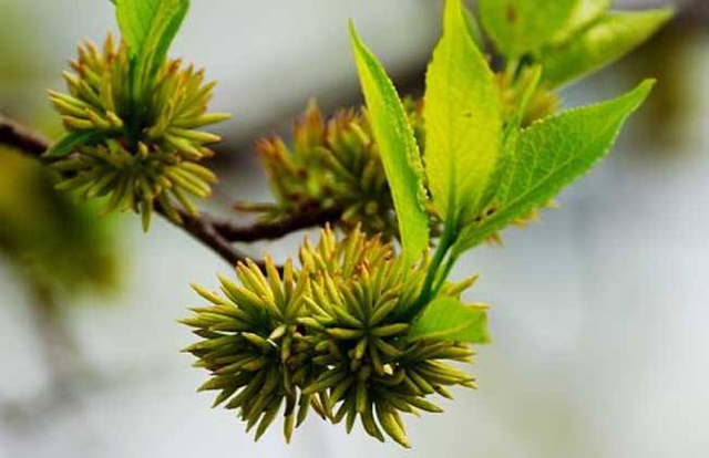 Polvo de flor masculina de Eucommia