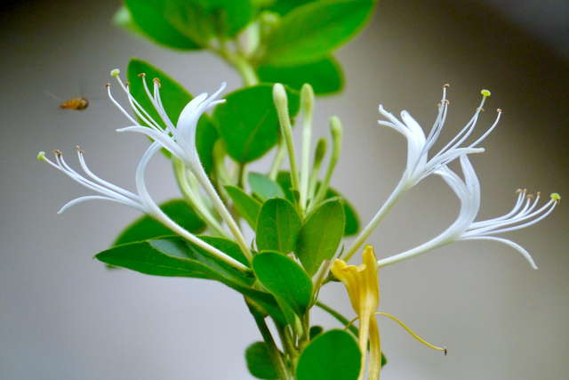 Extracto de flor de madreselva orgánica 