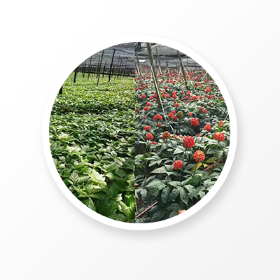 Raíz de notoginseng