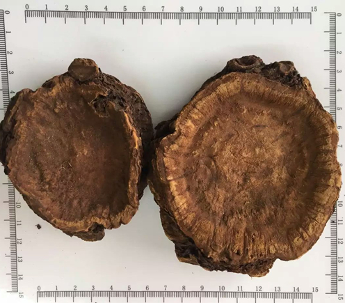 Polvo de raíz de ruibarbo