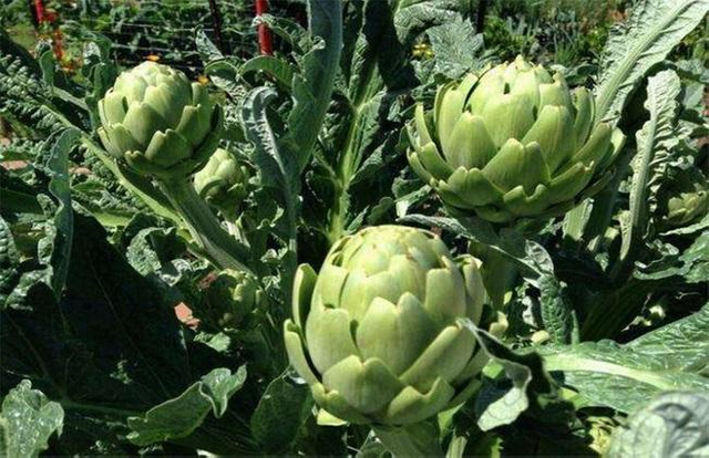 Polvo de hoja de alcachofa