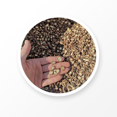 Raíz de Salvia Miltiorrhiza 