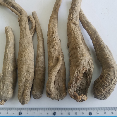 Angélicae Dahuricae Radix