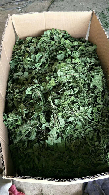 Té desintoxicante de hojas de menta