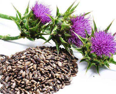 Semilla de Silybum Marianum