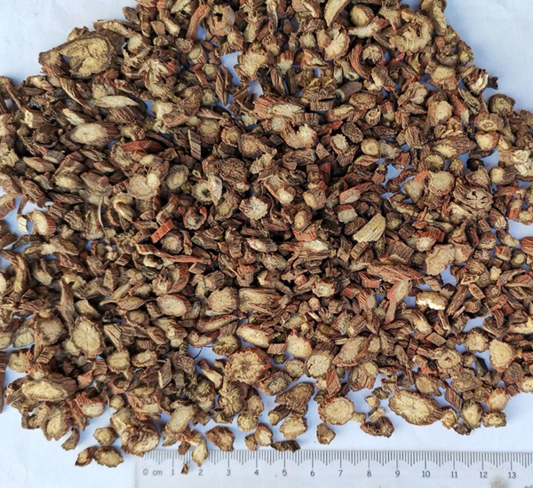 Polvo de raíz de Salvia Miltiorrhiza