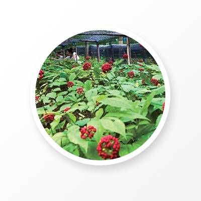 Polvo de raíz de ginseng 