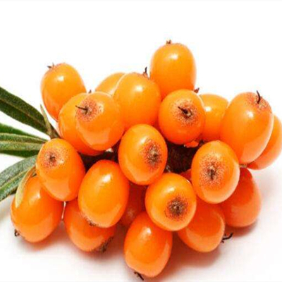 Polvo de espino cerval de mar liofilizado